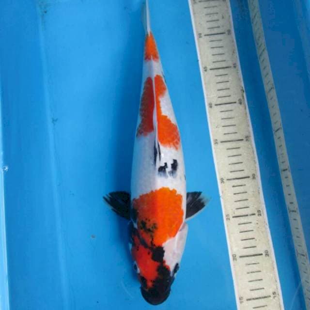 Sansoku
