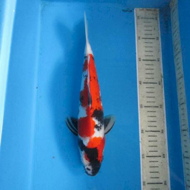 Sansoku