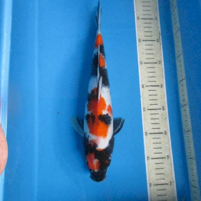 Sansoku