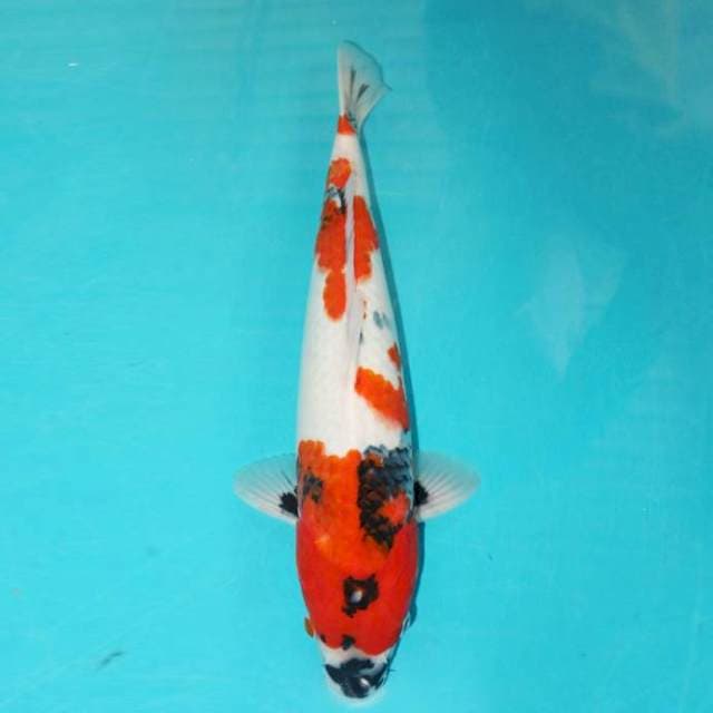 Showa 41 cm