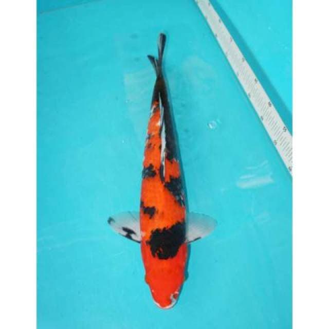Showa 44 cm