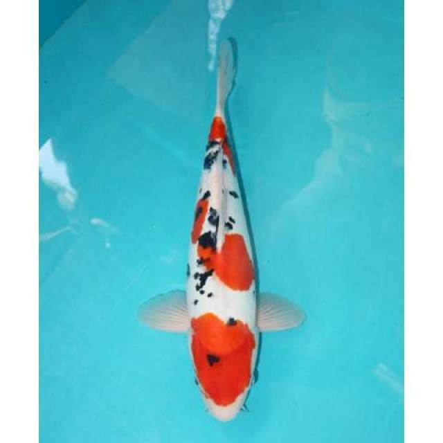Doitsu Sanke 35 cm
