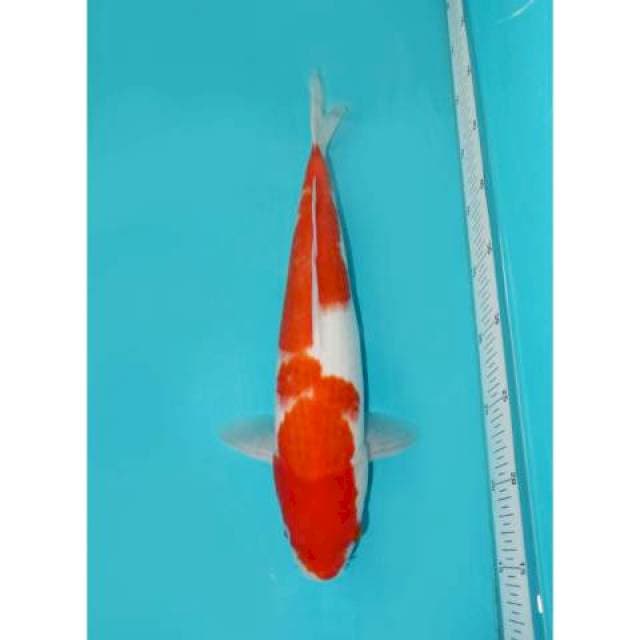 KOHAKU 36 CM