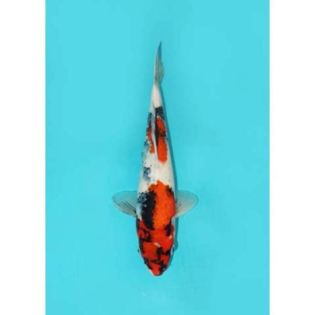 TATEGOI SHOWA 33 CM