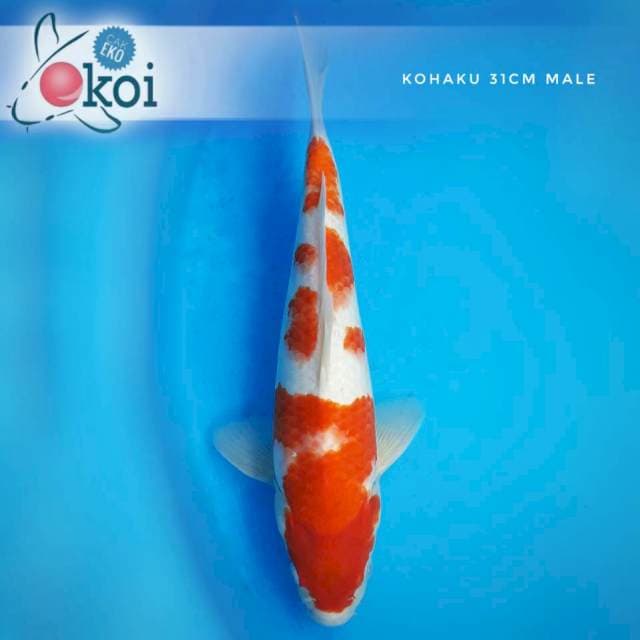Kohaku lumayan