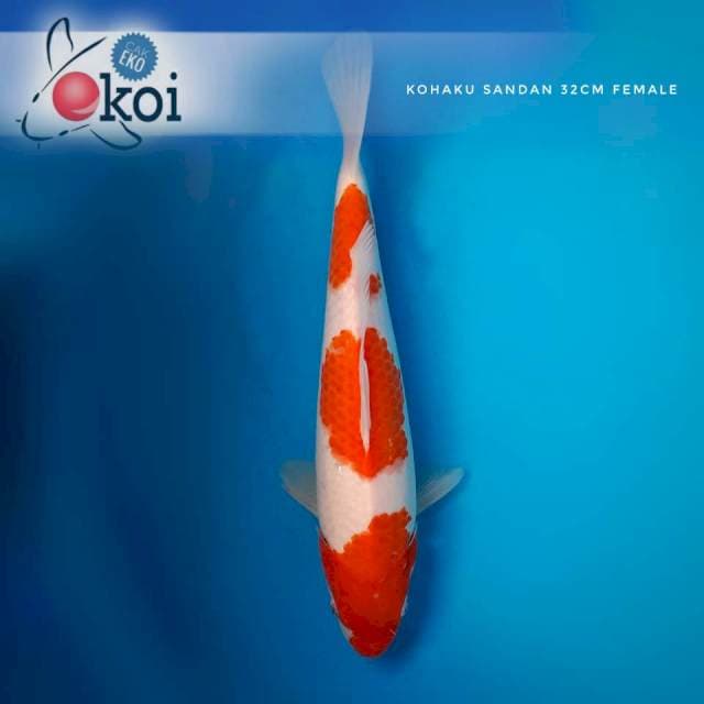 Kohaku 3 step lumayan