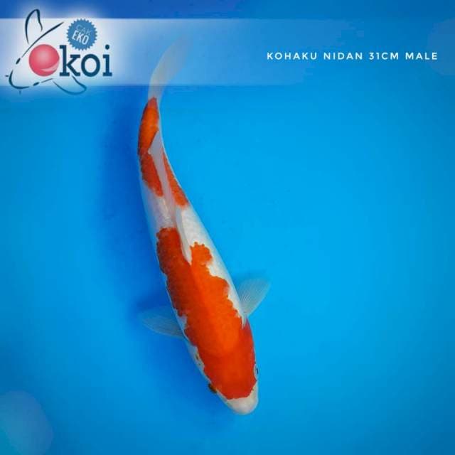 Kohaku 2 step lur....