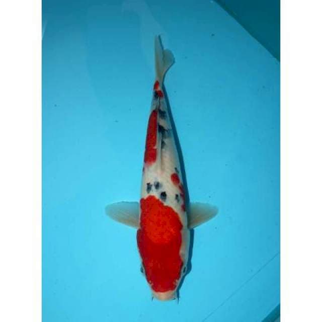 TATEGOI SANKE 28 CM