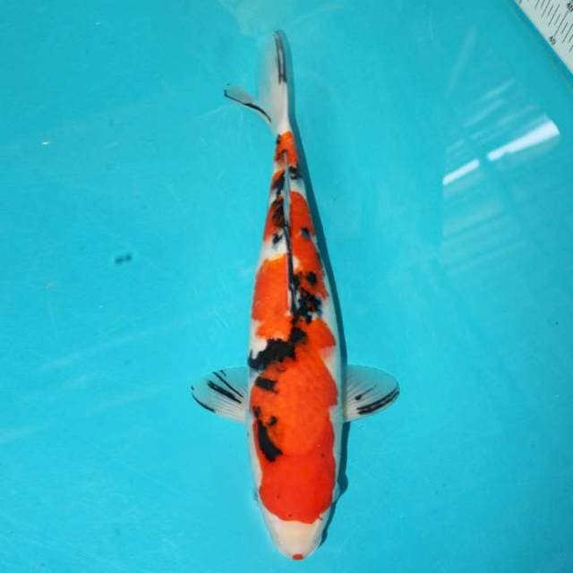 Sanke 37 cm
