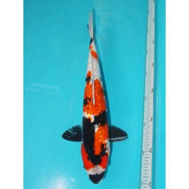GINRIN SHOWA 31 CM