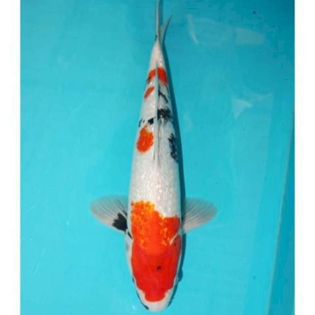 GINRIN SHOWA TATEGOI 37 CM