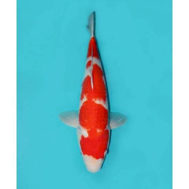Kohaku F1 Merah Tebal 43 cm