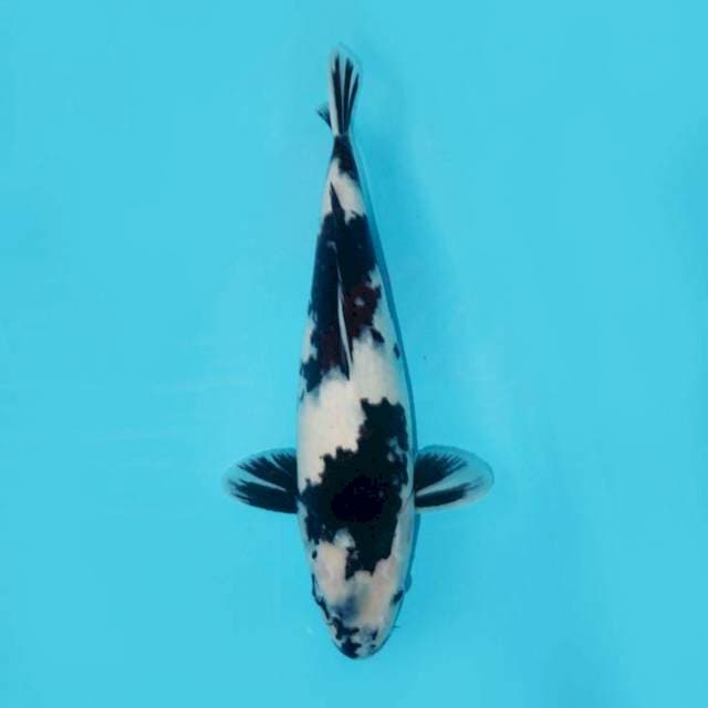 HQ Shiro Black Jet 41 cm