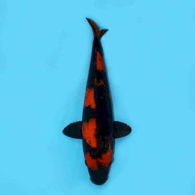 Hi Untsuri High Quality 42 cm