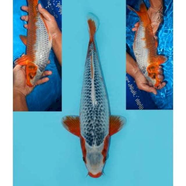 Narumi Asagi Merah Lengkap 35 cm