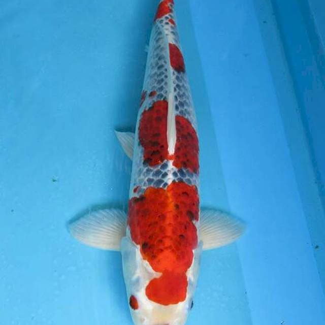 Goshiki male ±45cm