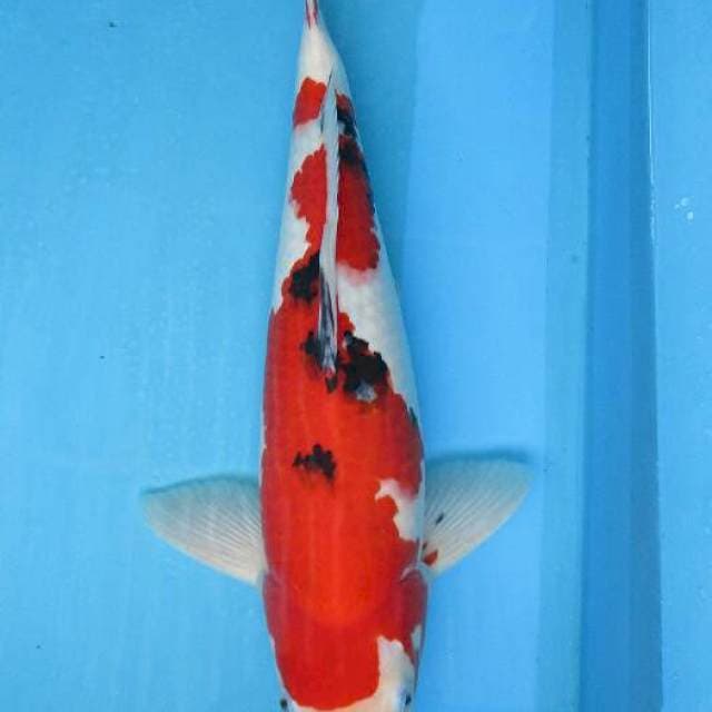Sanke male stronge ±45cm
