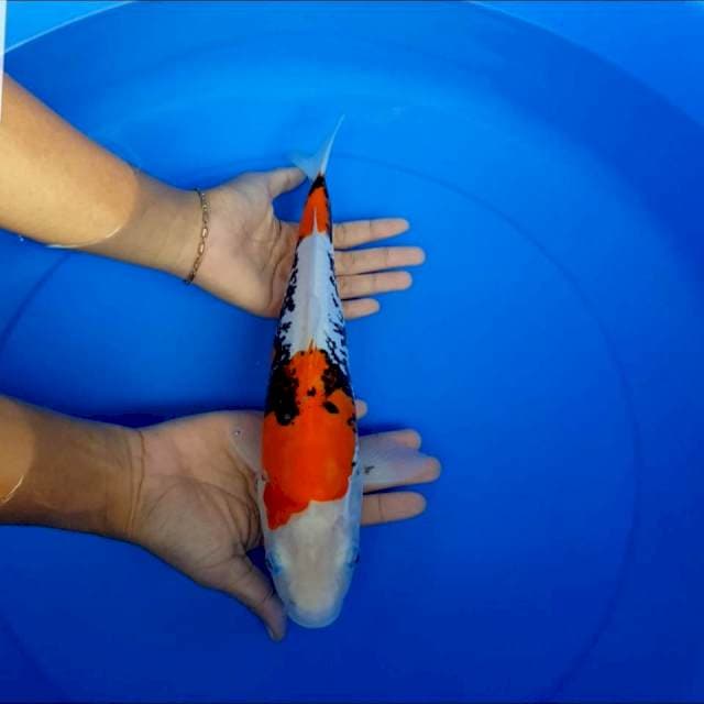 Beni kumonryu 34 cm