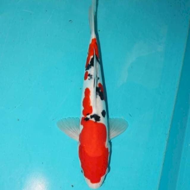Doitsu sanke30 cm