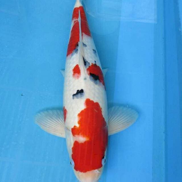 Sanke male ±48cm