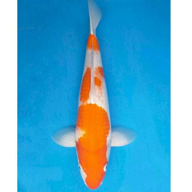 Ogata Jumbo Male Kohaku