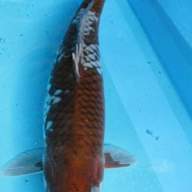 Ohiba ±50cm