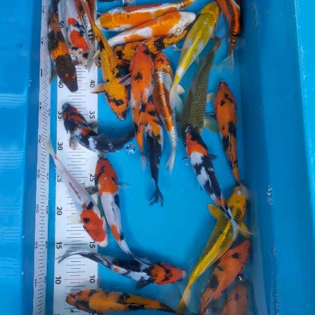 Paket mix 23ekor