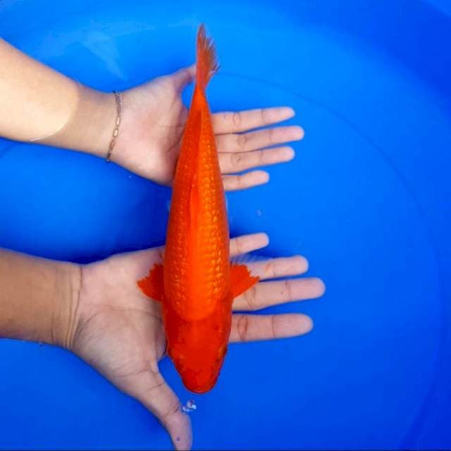 Beni tembus perut 30 cm