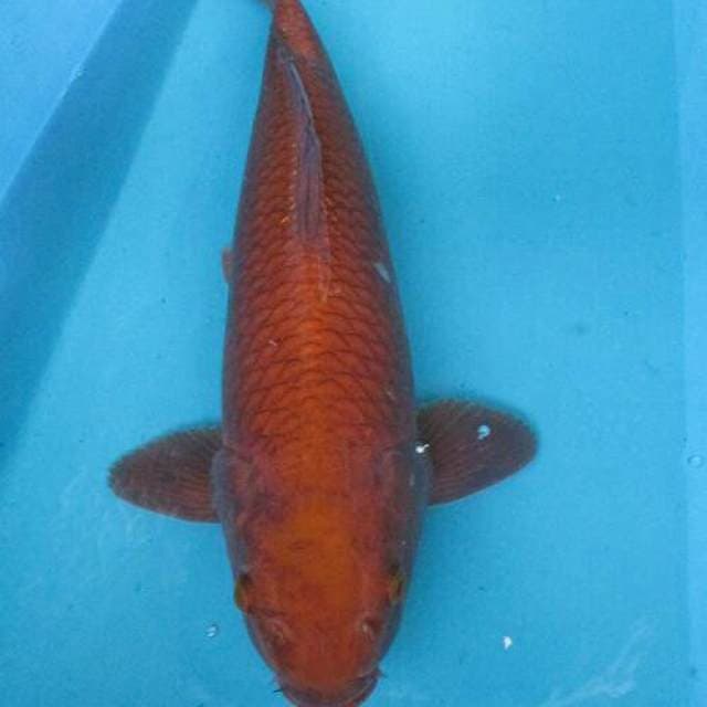 Chagoi tembagapura ±51cm