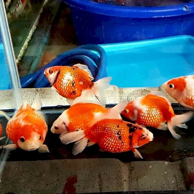 6 EKOR KOKI MUTIARA