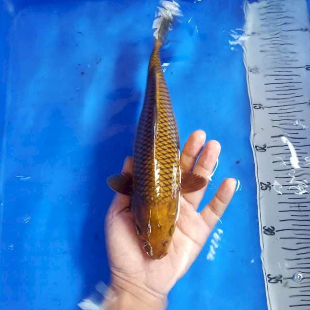 Cagoi tembaga ring rapi