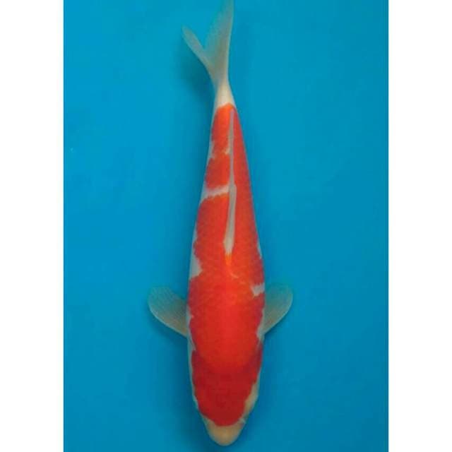 Ogata Kohaku