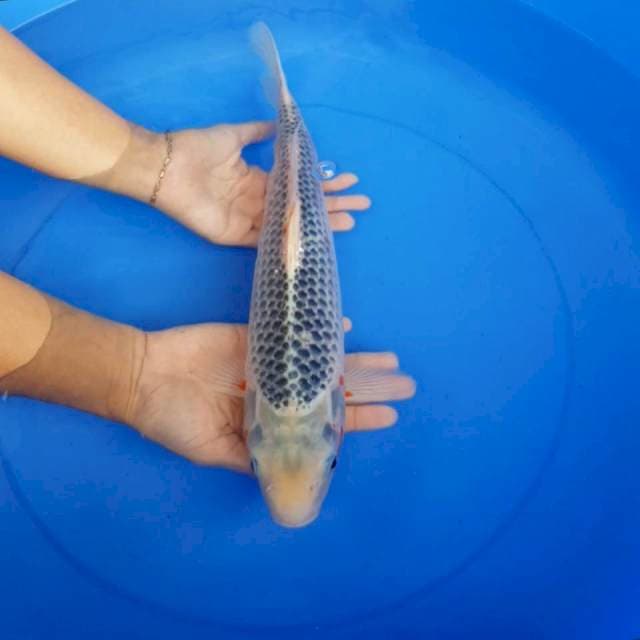 Asagi f1 40 bu