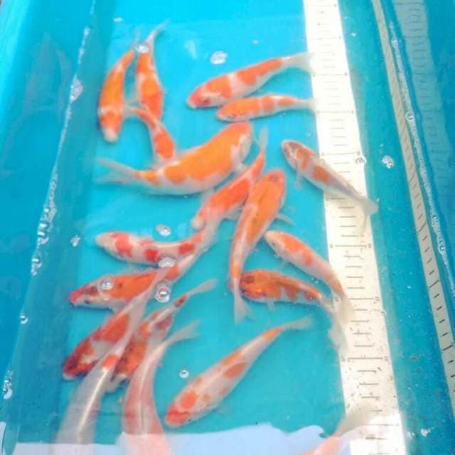 Baby Goshiki & Kohaku f1 18 ekor