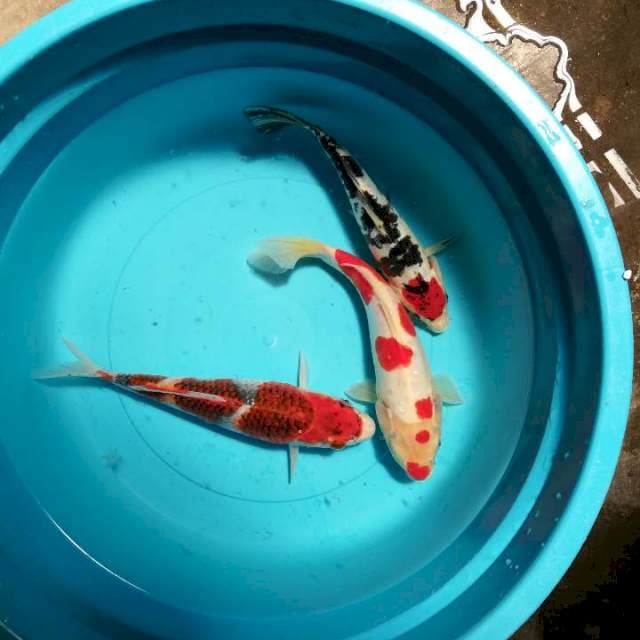 Ghosiki. Kohaku. Sanke