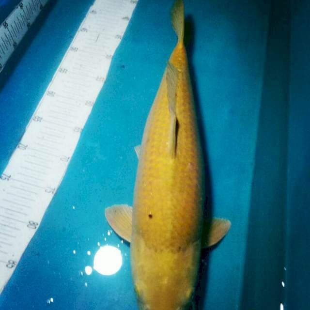 MIDORI..BULKY 48CM