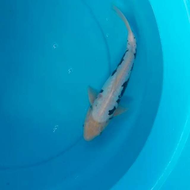 Kumonriyu