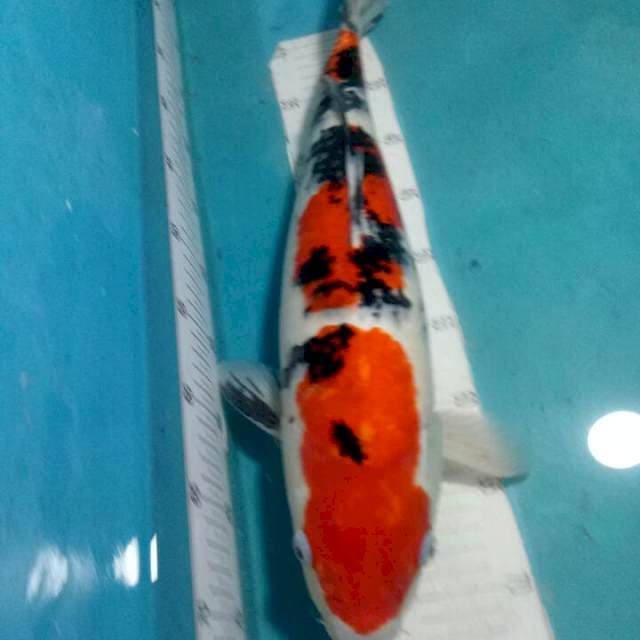 SANKE..JUMBO 47CM