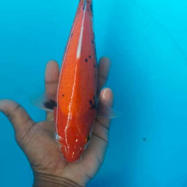 Benimatsukawabake