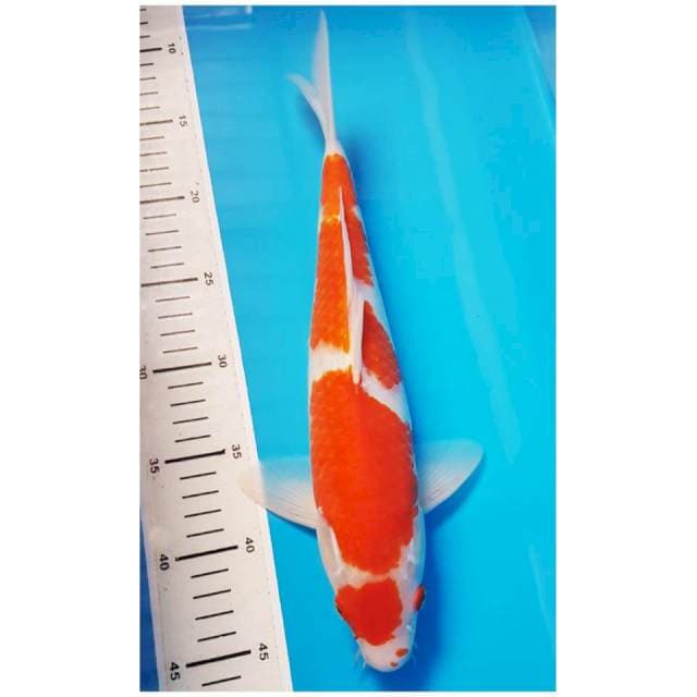 MARUTEN KOHAKU 35cm MALE