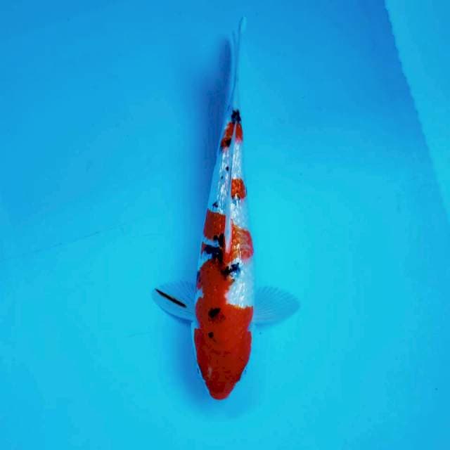 6. KINGINRIN TAISHO SHANSOKU #30cm
