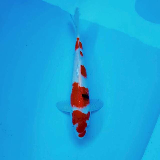 8. Maruten SANKE #32cm