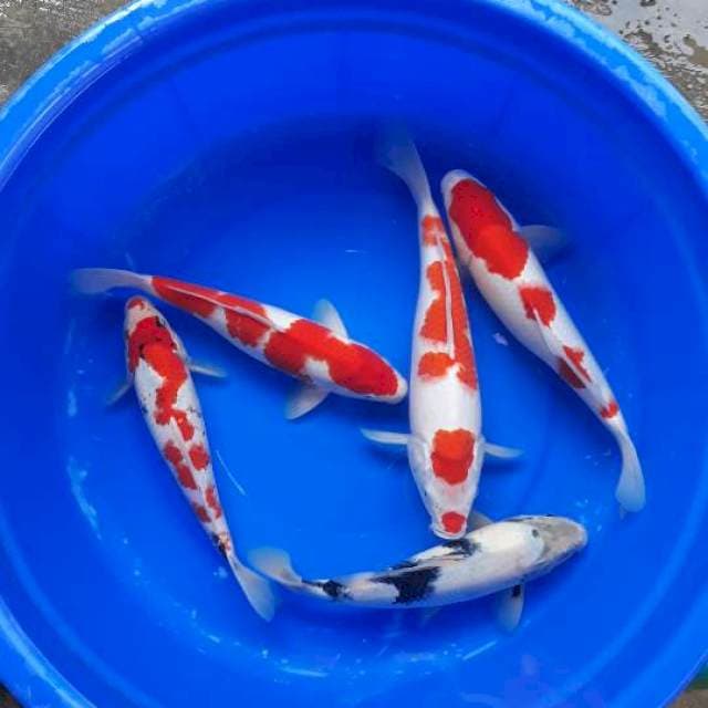 MIX 30CM AN