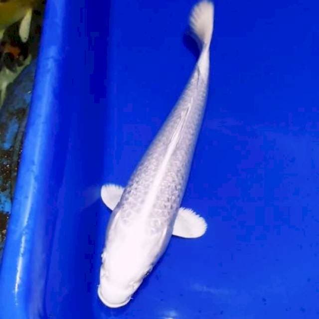 PLATINUM GINRIN MULUS