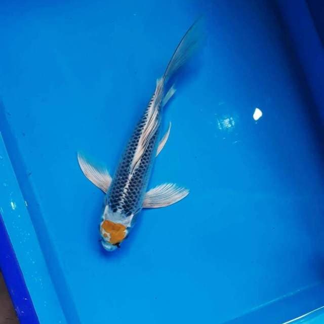 TANCO BUTERFLY 35 CM MALE