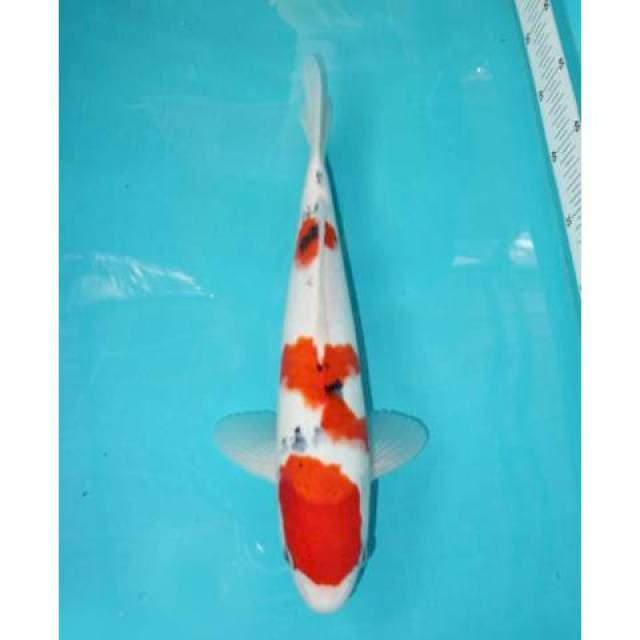SANKE 35 CM