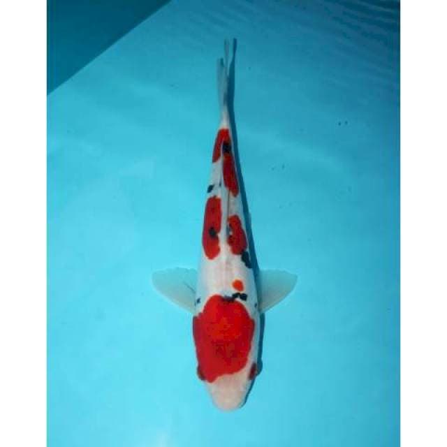 DOITSU TATEGOI SANKE 25 CM