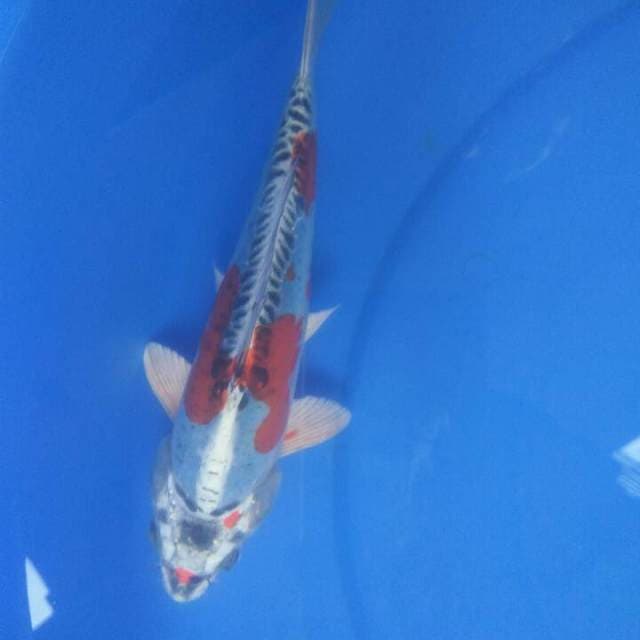 Benikiko
