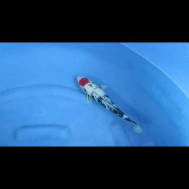 Prospek Tancho Showa Tategoi - 28cm Male