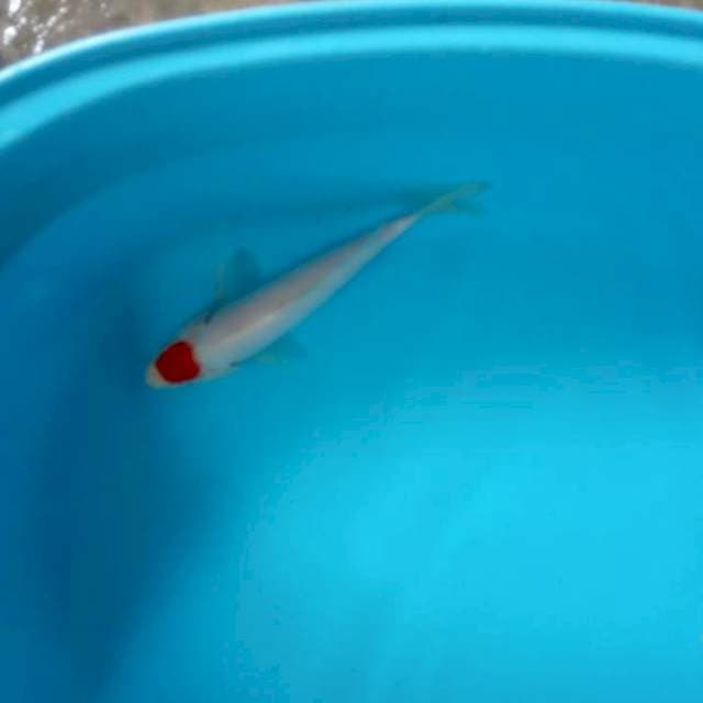 Tanco kohaku sanke